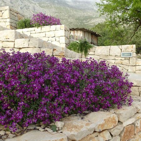 Kuca Za Odmor Viola Βίλα Živogošće Εξωτερικό φωτογραφία